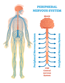 Neuropathy and Brain Fog