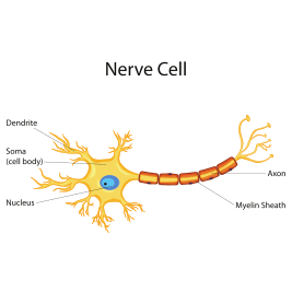 Common Neuropathy Treatments