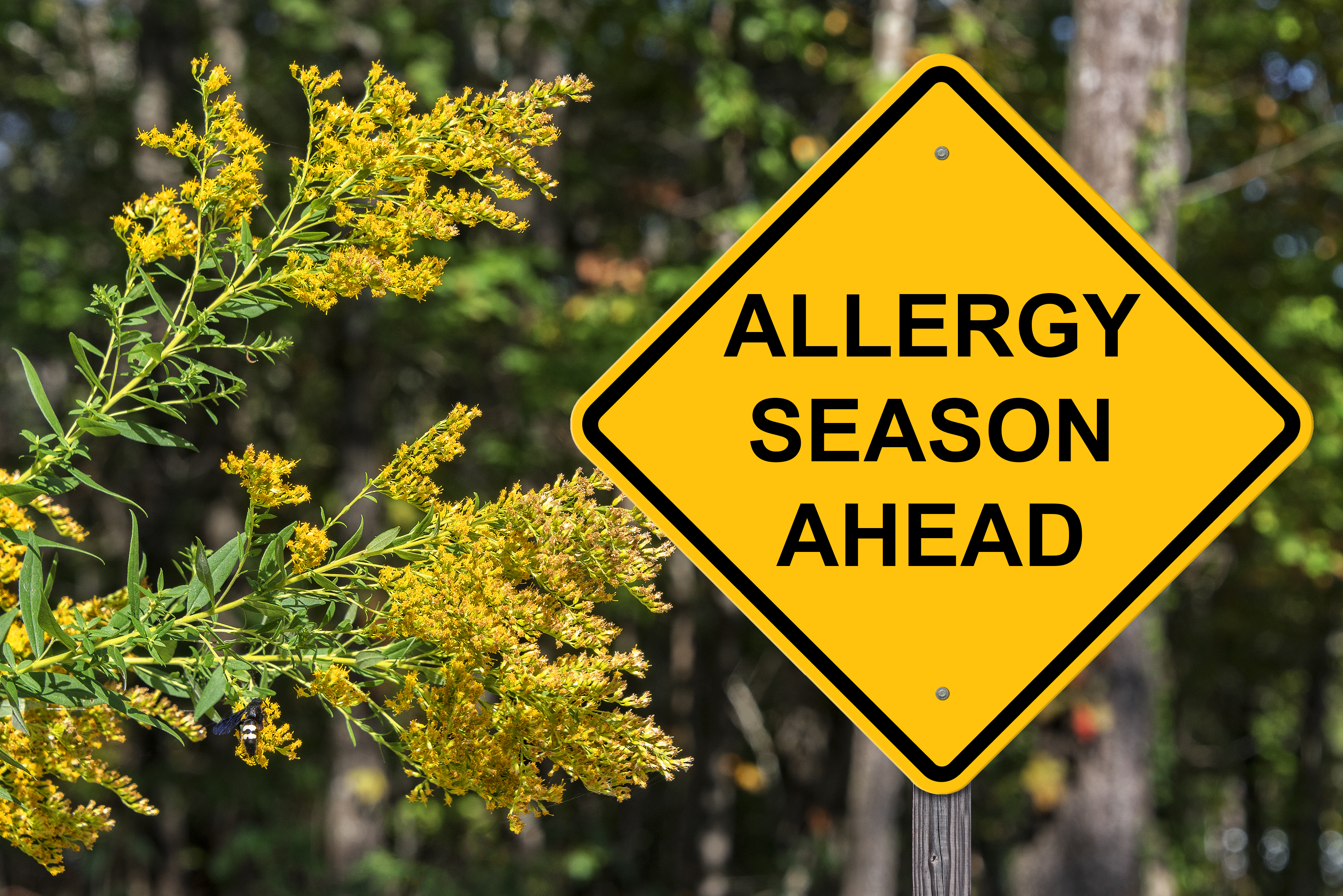 4 Fall Allergy Essentials