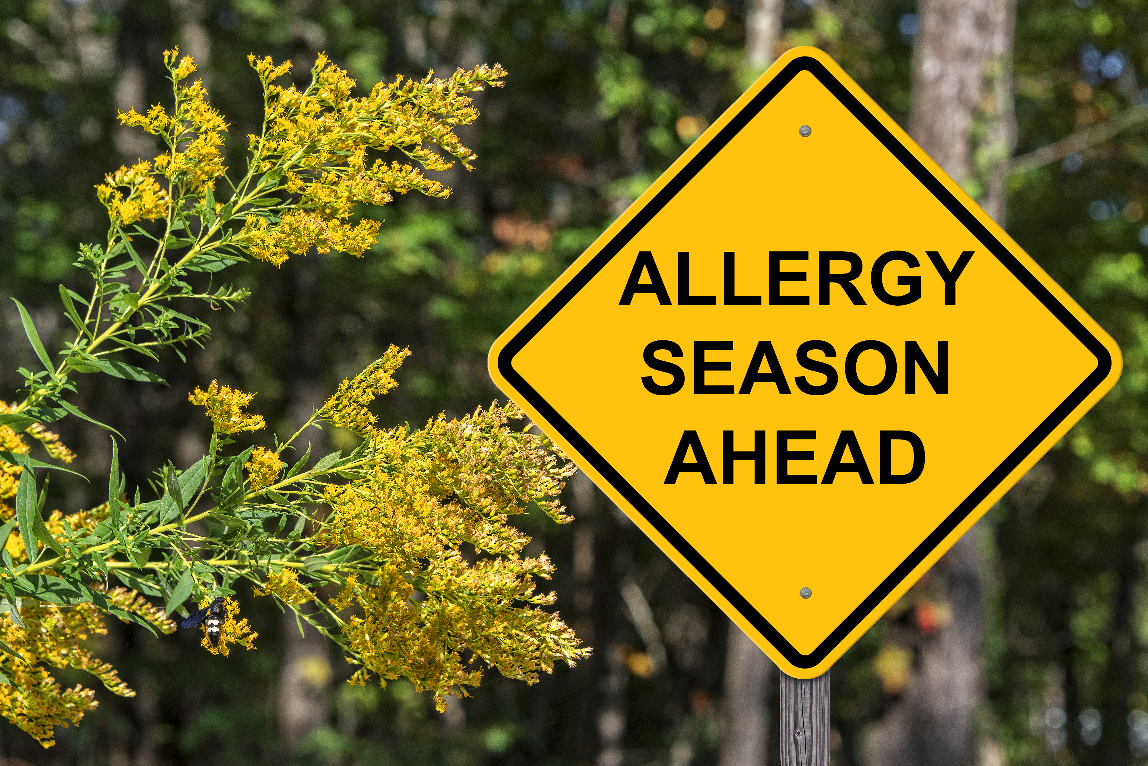 Seasonal Allergy Support